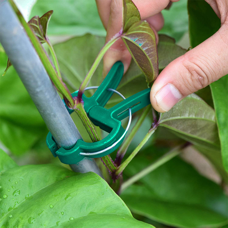 20Pcs Plant Fixed Clips Reusab - Florist Supp 评论和价格